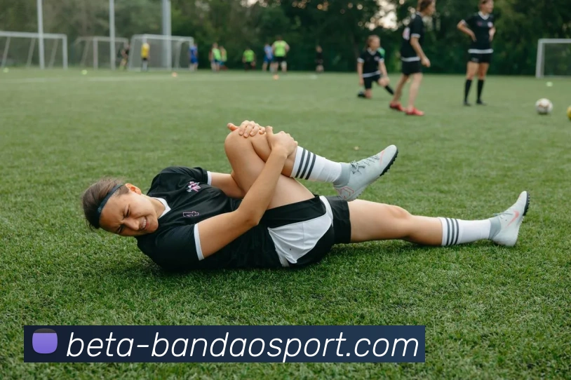 半岛体育平台生态图